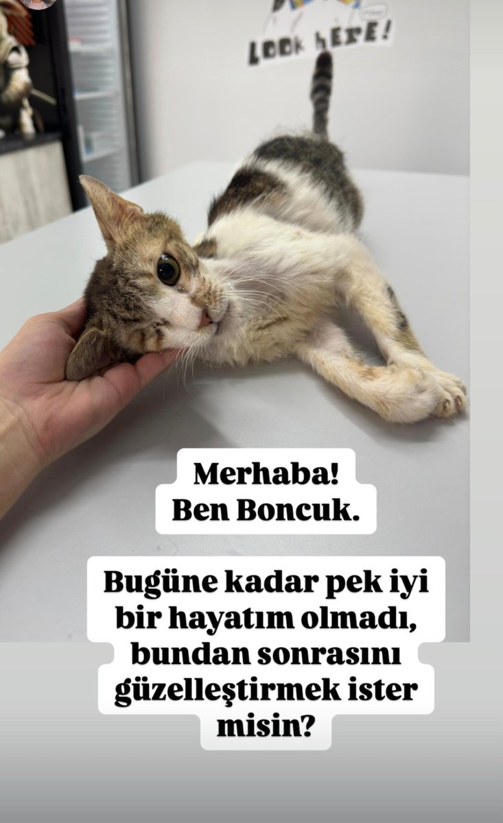 cakmanina's tweet photo. Merhaba, ben Boncuk. Sevgi dolu ve çok tatlı bir bebeğim. Hayatım boyunca tüm vet ve bakım masraflarımı iletişimde kalmak şartı ile Merve teyzem üstlenecek.
Sadece sevgiye, güvene ve bana bir ömür yuva olacak bir kalbe ihtiyacım var. 🤍
İletişim için Dm üzerinden ulaşabilirsiniz https://t.co/INTMPCUkI8