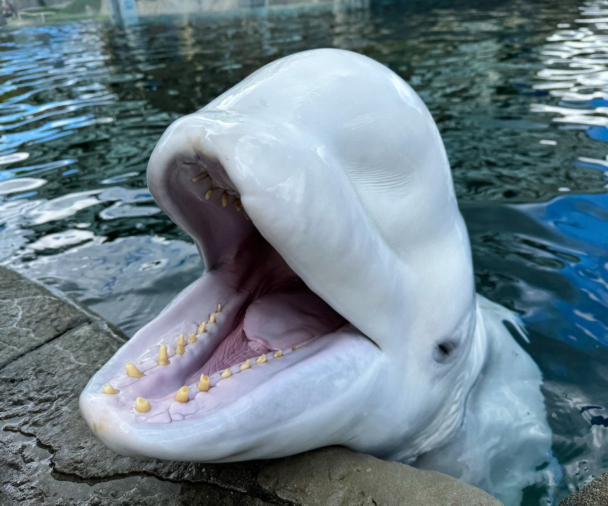 Did you know beluga whales do not use their teeth to chew? Larger fish may be torn into smaller pieces, but most food is swallowed whole!
