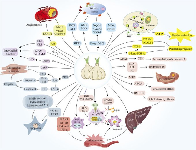 Garlic is one of the few foods that actually deserves the title of "superfood"

Not only for killing vampires but it's also:
- antiatherogenic
- antiinflammatory
- hypolipidemic
- antithrombotic
- antidiabetic
- supports endothelial function
- antihypertensive

PMID: 36263122