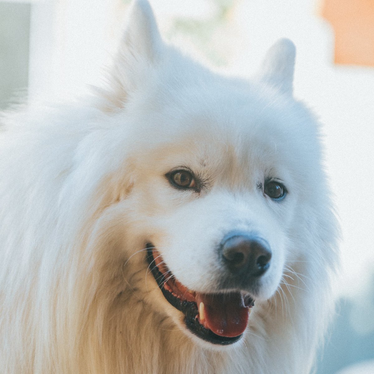 Meet the podcast dogs