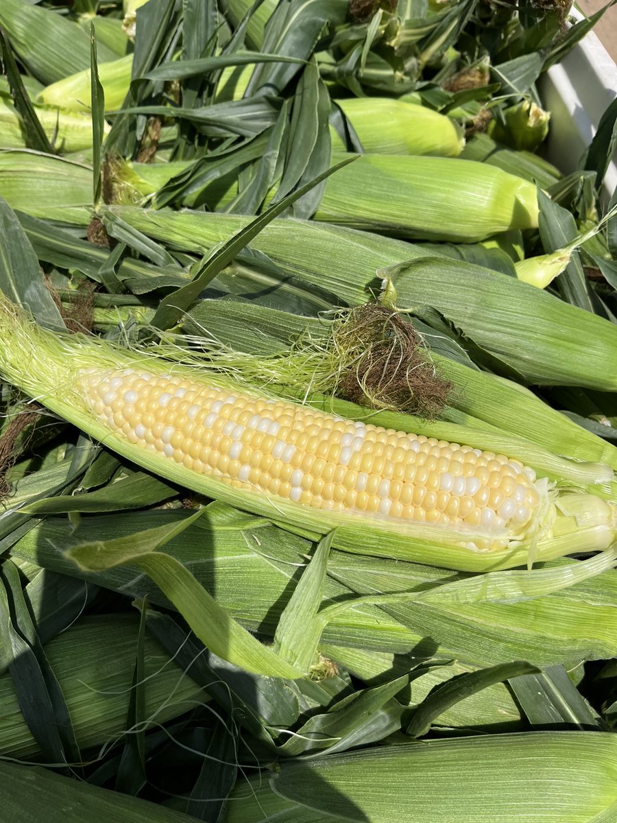 After getting the 🦝 population back down to manageable levels, we’re finally starting to see some volume coming from the field. Crazy how much those critters can trash in a short time. Fresh sweetcorn is here and for the season! #veggiefarming #ontag