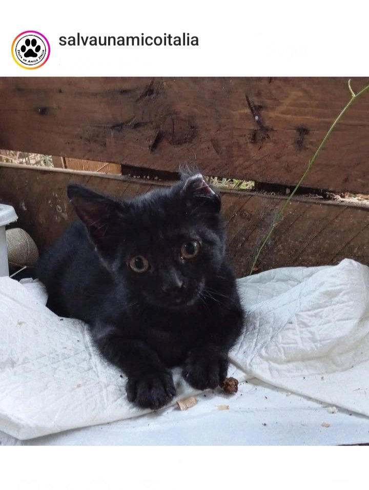 marcob0873's tweet image. 😻✨😻✨😻✨😻✨😻✨😻
IL BELLISSIMO MERLINO CERCA UNA FAMIGLIA A CUI DARE TANTISSIMO AFFETTO 
CONDIVIDIAMO TUTTI AFFINCHÉ POSSA REALIZZARSI IL SUO SOGNO
🐾💕🐾💕🐾💕🐾💕🐾💕🐾