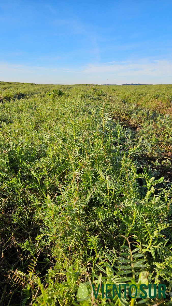 Vicia de cobertura a pleno!
#rotaciones