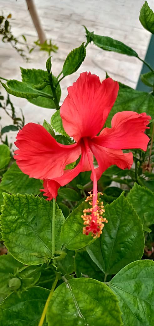 یہ سب نے دیکھا 
کہ ساز گل سے نکل کے خوشبو کا ایک جھونکا
ہزار نغمے سنا گیا ہے