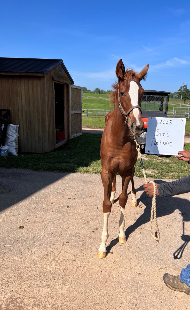 We hope everyone is taking it EZ this Friday! Our Fun Name pick for this week is Ez Fortune. Ez Fortune is a chestnut filly by Maclean’s Music (Winner) out of Sue’s Fortune (G2 Winner). This cute filly was born in Kentucky on April 21, 2023, and bred by Breeze Easy LLC. She’s