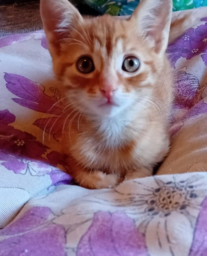 marcob0873's tweet image. 😻💓😻💓😻💓😻💓😻💓😻
SIMBA SOGNA DI TROVARE UNA FAMIGLIA TUTTA PER LUI 
AIUTIAMOLO A REALIZZARE IL SUO SOGNO 
💫🐾💫🐾💫🐾💫🐾💫🐾💫