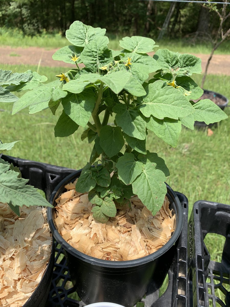 GrowBuildEat's tweet image. Seed saving results

patreon.com/posts/133911416