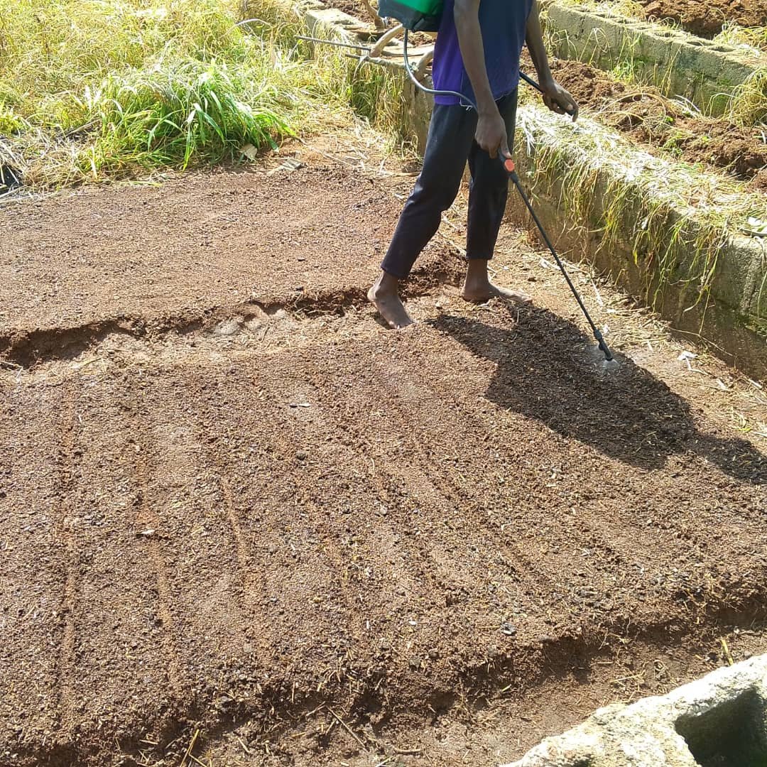 FREE_NG_'s tweet photo. In collaboration with Seeking Reward Foundation (SRF) and Dawwah for Jannah Initiative (DJI), we’re gearing up for the 2025 rainy season with sustainable tomato and vegetable farming! Adopting smart agricultural practices like trellising, mulching, and https://t.co/kiaPABdjCR