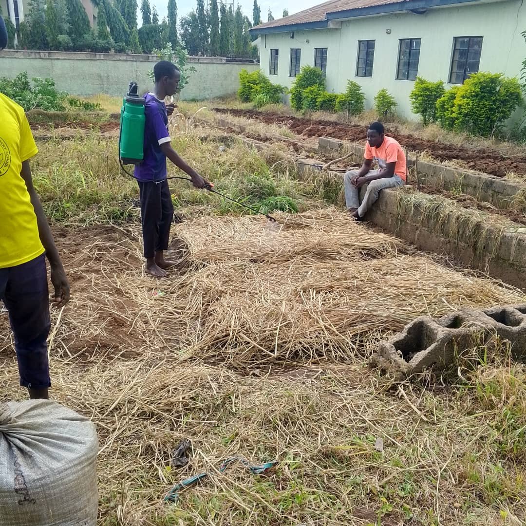 FREE_NG_'s tweet photo. In collaboration with Seeking Reward Foundation (SRF) and Dawwah for Jannah Initiative (DJI), we’re gearing up for the 2025 rainy season with sustainable tomato and vegetable farming! Adopting smart agricultural practices like trellising, mulching, and https://t.co/kiaPABdjCR