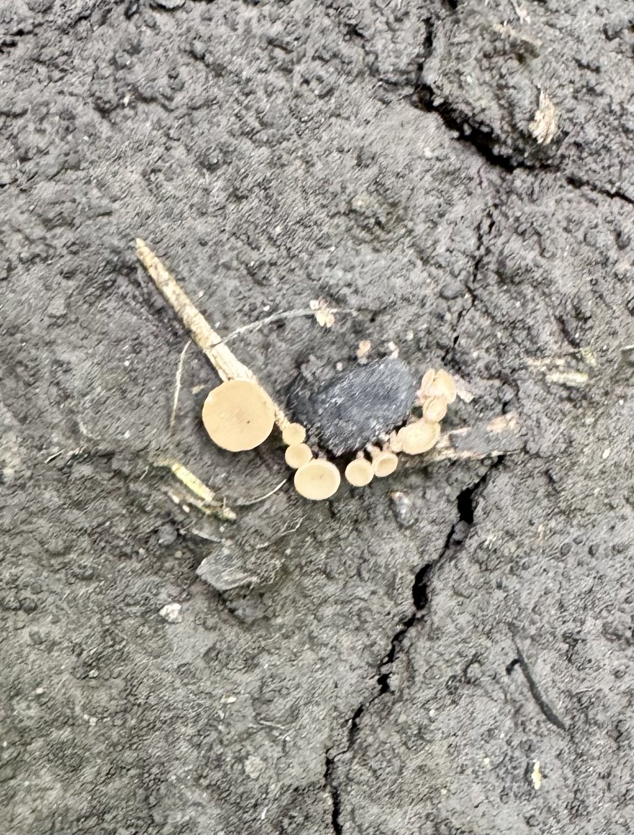 badgercropdoc's tweet image. Irrigated White Mold Models are running high for Arlington WI on the @CropNetwork forecasting tool. Confirmed apothecia in irrigated fields in same area. Time to keep an eye on these tools as soybeans are flowering now and 10-day forecasts show cooler temps which increases risk!