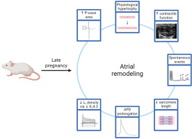 hrs_journal's tweet image. Arrhythmogenic atrial remodeling during pregnancy in mice #OpenAccess
heartrhythmjournal.com/article/S1547-…