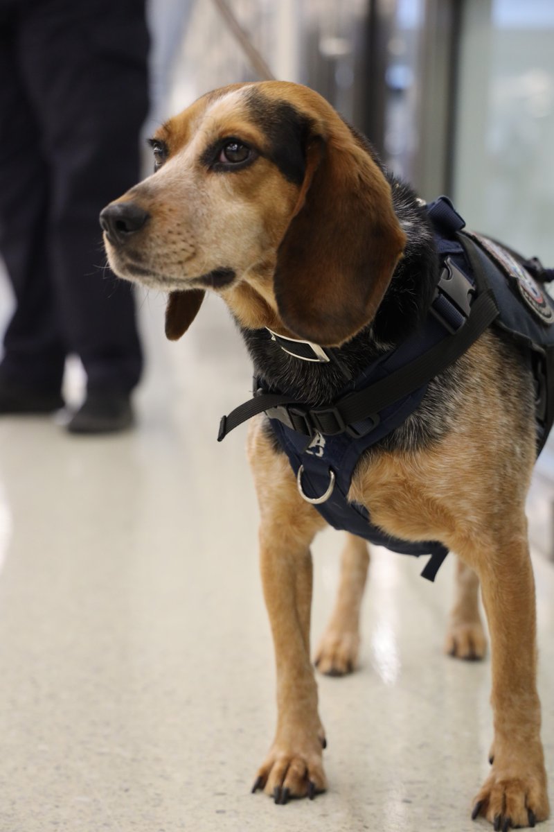 Dulles_Airport's tweet image. We know there was a lot of concern over CBP's K9 Freddie. We are happy to report he is back at work!!
