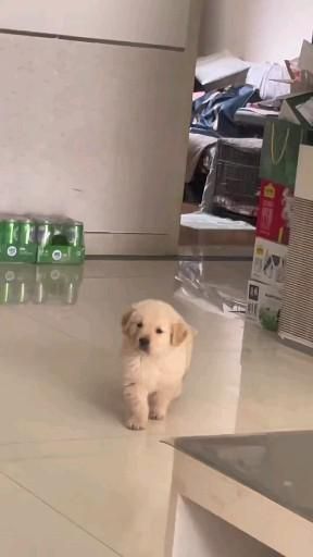 petpuppies👿😺 (@petpopular) on Twitter photo 