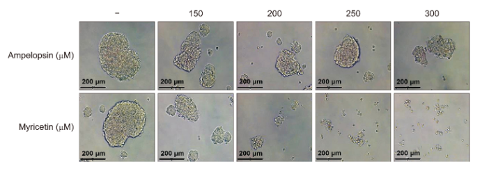 Researchers in South Korea have identified #myricetin, a flavonol from the flavonoid family, as a promising therapeutic candidate for targeting #LiverCancer stem cell growth and overcoming chemotherapy resistance in #HepatocellularCarcinoma.

📖 Learn more: