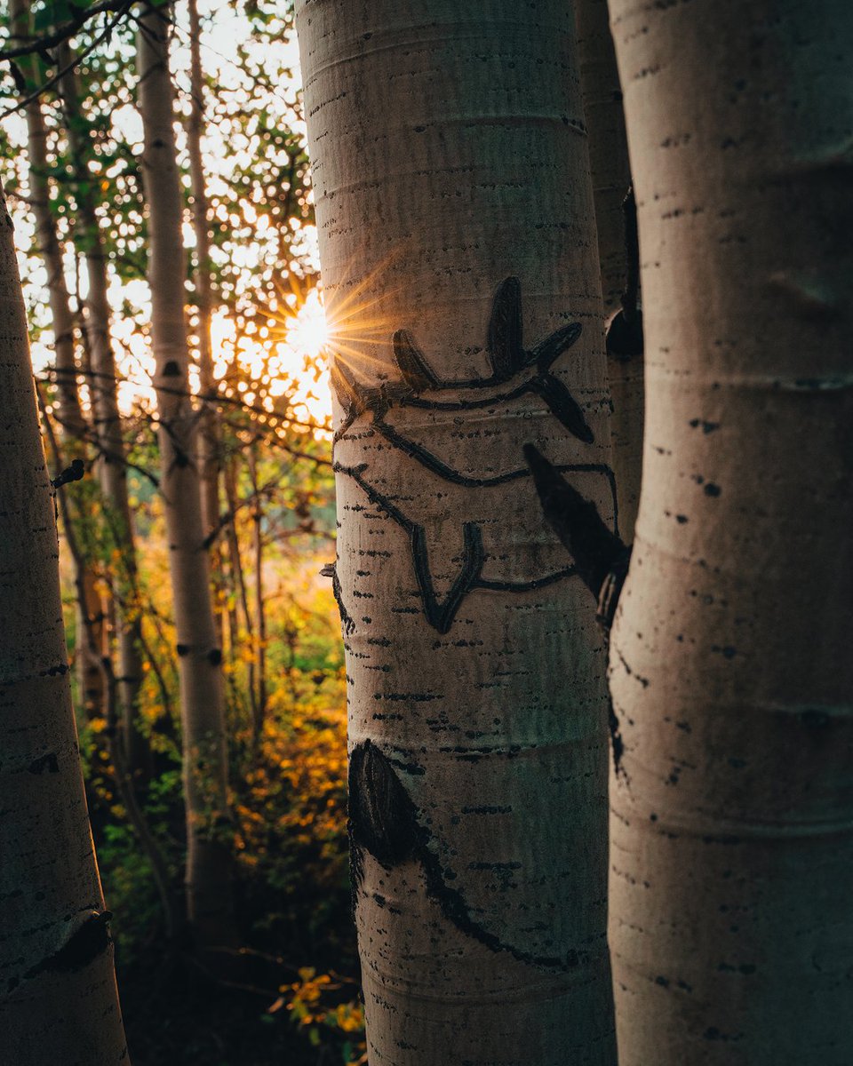 GOHUNT's tweet image. A film of defying odds, patience, and perseverance coming this Sunday, 7/13/25. 

#gohunt