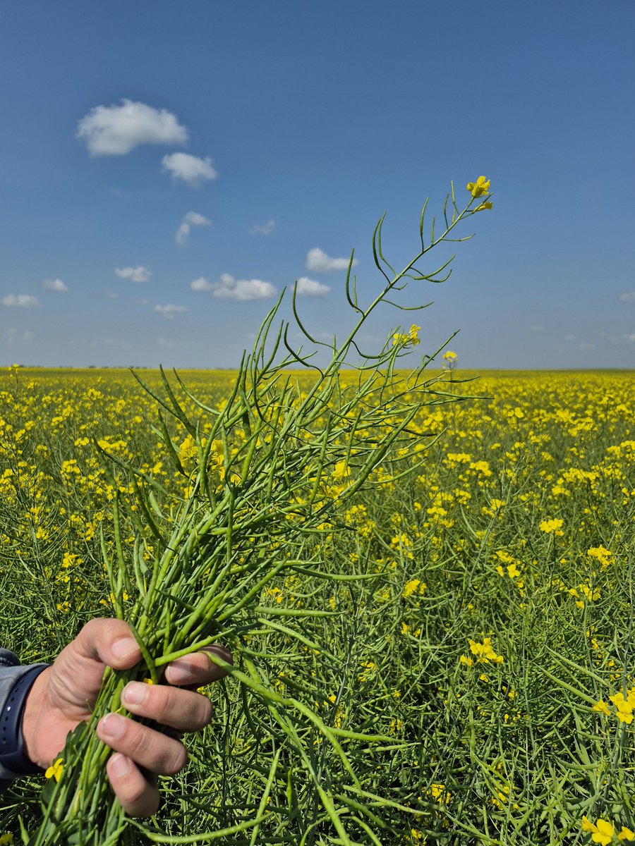 Page Newton (@page__newton) on Twitter photo ✔️ ✔️ ✔️ out this beauty of a <a href="/canterraseeds/">CANTERRA SEEDS</a> #CS4100LL #canola field! Thx Mike Carefoot for trying our NEW LL variety and <a href="/PioneerCoopAG/">Pioneer Coop Grow Team</a> Caught some rain just south of Saskatchewan Landing #bushelup #westcdnag #saskag ✔️ ✔️ ✔️ out this beauty of a <a href="/canterraseeds/">CANTERRA SEEDS</a> #CS4100LL #canola field! Thx Mike Carefoot for trying our NEW LL variety and <a href="/PioneerCoopAG/">Pioneer Coop Grow Team</a> Caught some rain just south of Saskatchewan Landing #bushelup #westcdnag #saskag