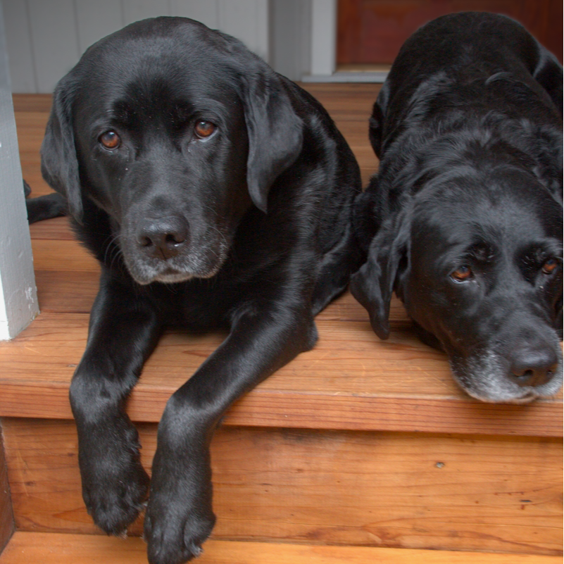 Humboldt Sawmill Company tweet media