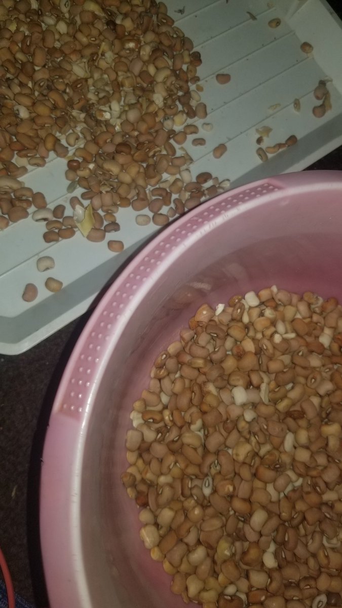 My beans preparation going on! 😍👏
Y'all remembered i promised myself after exam.