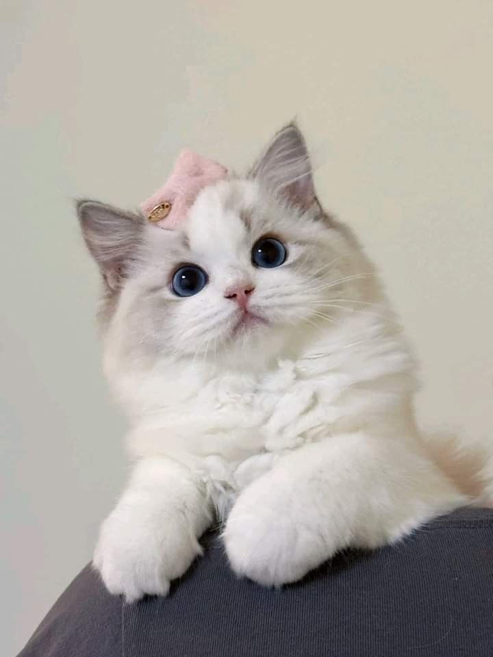 cutecats_____'s tweet photo. https://t.co/XKDFa1EzR2