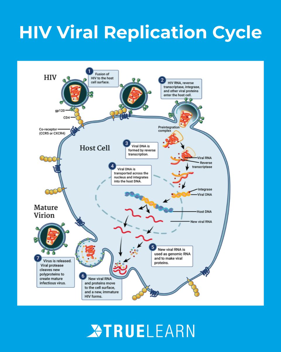 TrueLearnLLC's tweet image. Break down the HIV Viral Replication Cycle with TrueLearn’s easy-to-follow infographic!
#hiv #healthcare #medicine #education #infographic #truelearn