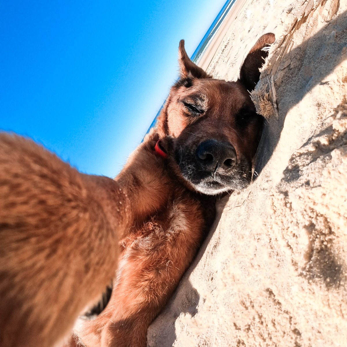 GoPro's tweet image. Photo Dump Friday: Animals take selfies too 🤳

🐕 Lucien Redon
🦥 Andres Sile
🐈 Moin Patell
🐒 Praful Narwade

#GoPro #GoProPets #DogsOfInstagram #CatsOfInstagram #Wildlife #WildlifePhotography
