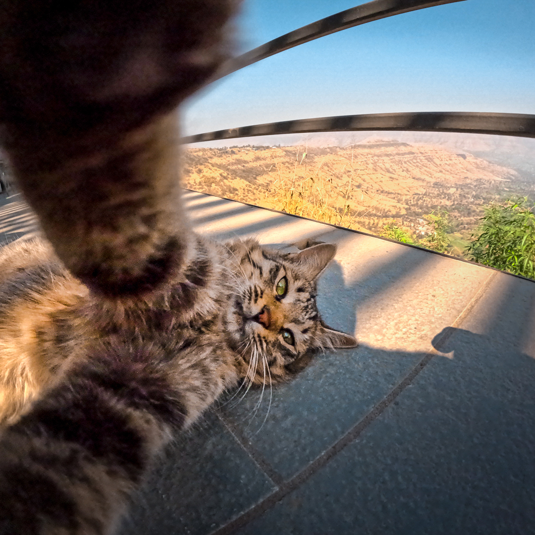 GoPro's tweet image. Photo Dump Friday: Animals take selfies too 🤳

🐕 Lucien Redon
🦥 Andres Sile
🐈 Moin Patell
🐒 Praful Narwade

#GoPro #GoProPets #DogsOfInstagram #CatsOfInstagram #Wildlife #WildlifePhotography