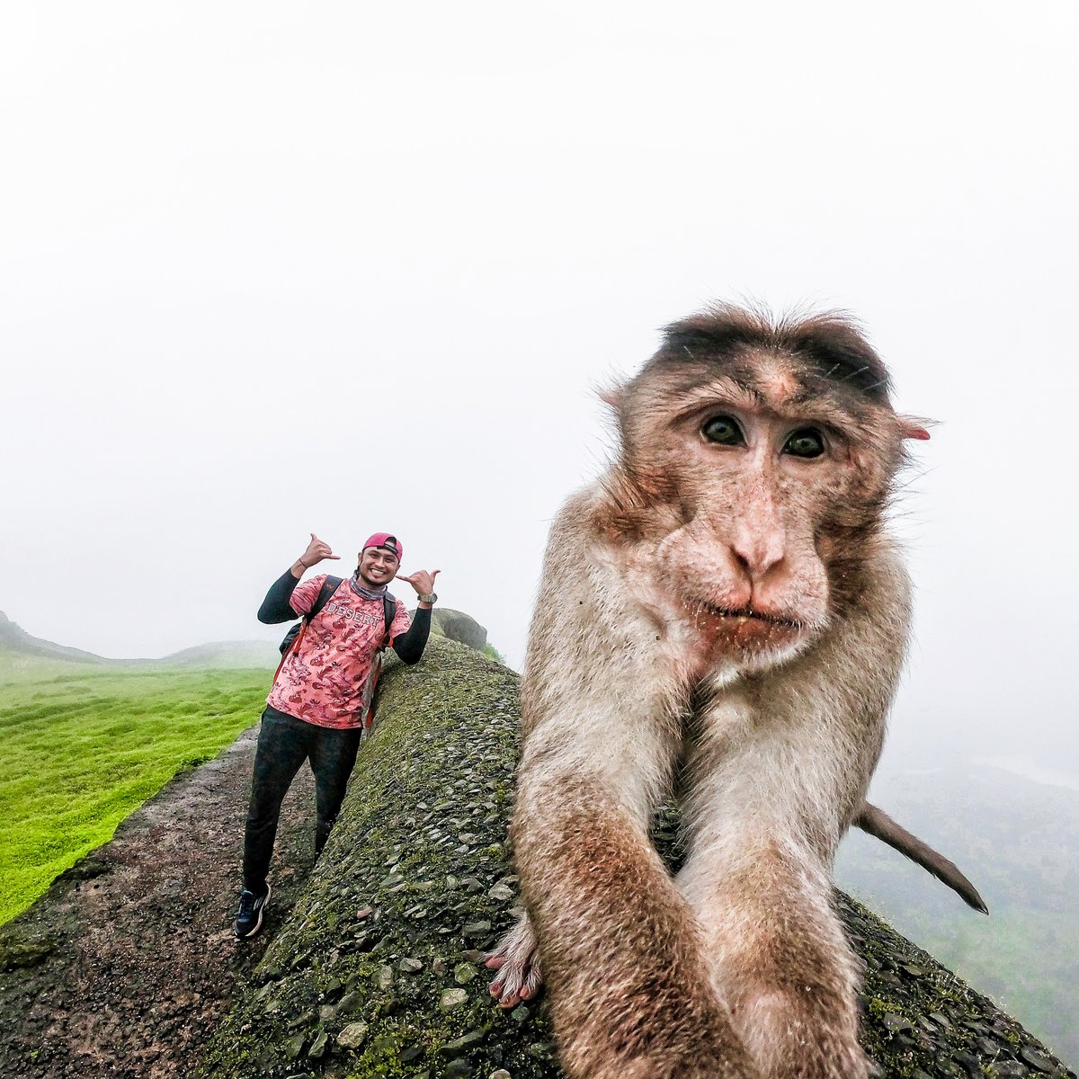 GoPro's tweet image. Photo Dump Friday: Animals take selfies too 🤳

🐕 Lucien Redon
🦥 Andres Sile
🐈 Moin Patell
🐒 Praful Narwade

#GoPro #GoProPets #DogsOfInstagram #CatsOfInstagram #Wildlife #WildlifePhotography
