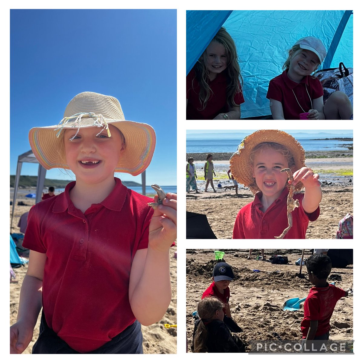 Hendrefoilan's tweet photo. Y1/2 Turtles had the most fantastic time at the beach today ☀️🕶️ #hdfpturtles https://t.co/p41OBwybcp