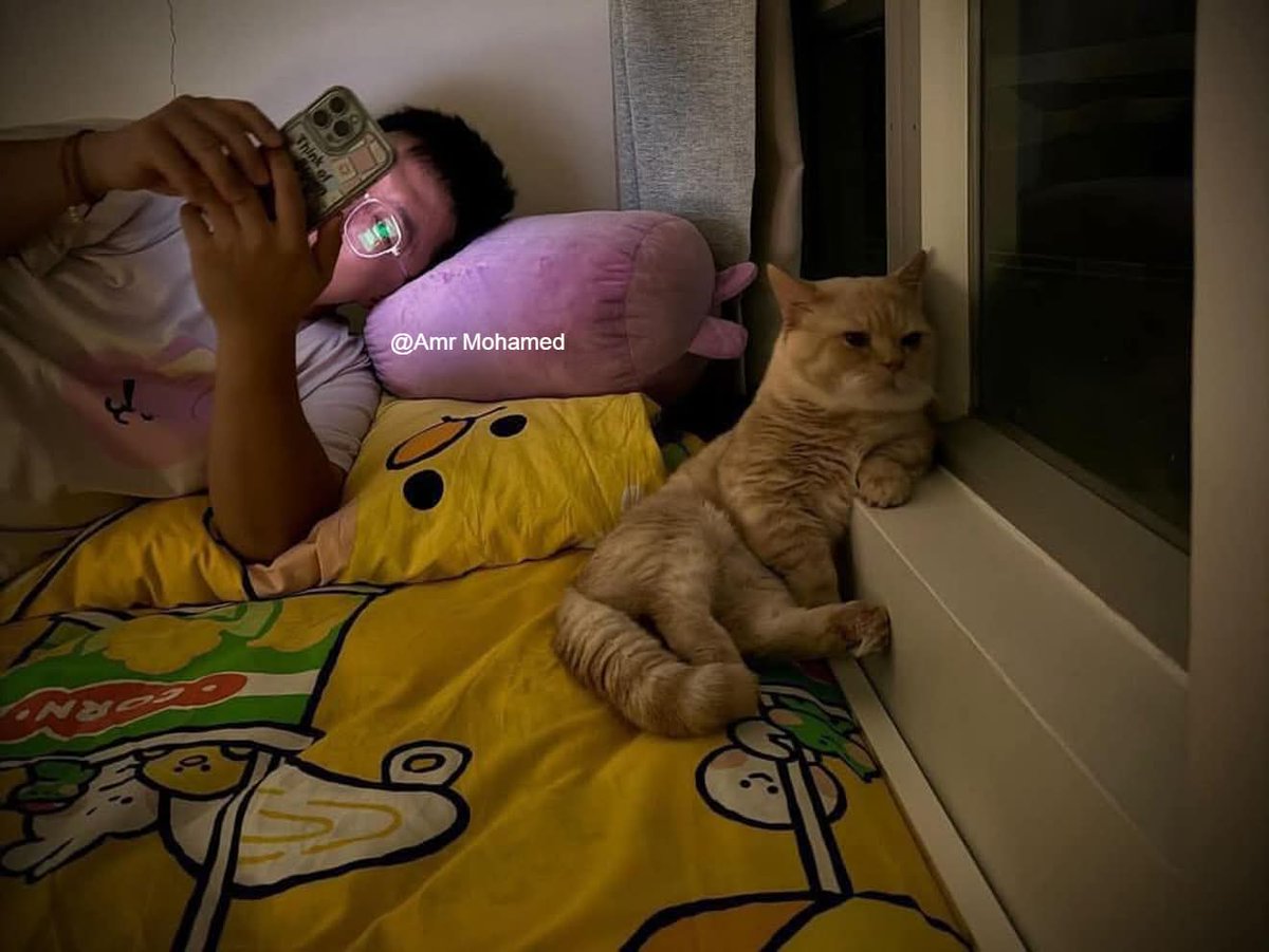 القط شكله بيفكر فى الأقساط اللى عليه . وصاحبه قاعد ولا فى باله حاجة ..