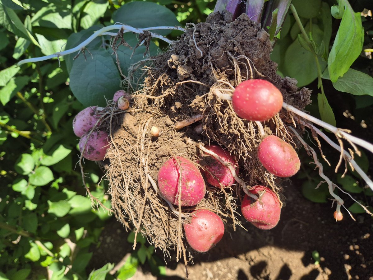 PrecisionNutrit's tweet image. Rooster spuds looking good in the evening sun even though crops are under pressure in this hot weather #RobbieOnTheFarm