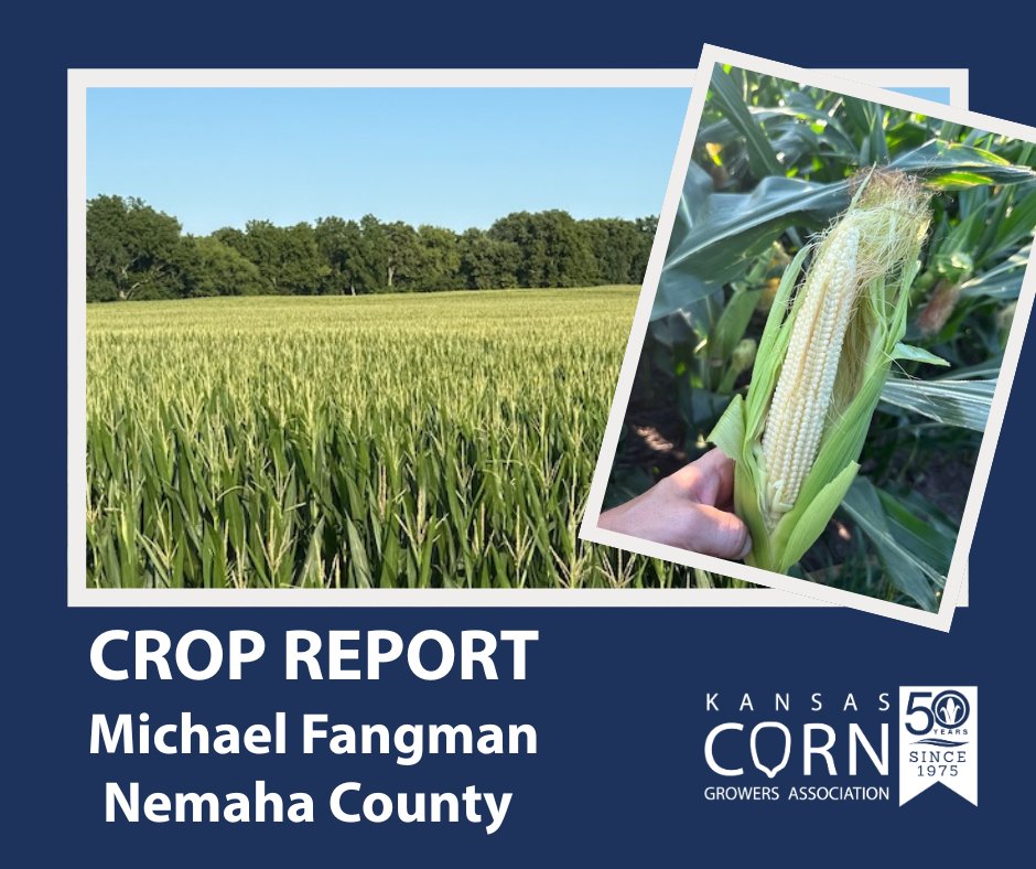 kscorn's tweet image. From Michael Fangman, Nemaha County: We farm corn and soybeans northeast of Seneca. So far, the corn is looking amazing. It’s probably the best it’s ever looked. We haven’t had any tar spot or disease issues yet. In the past two weeks most of our area has had 3-6 inches.