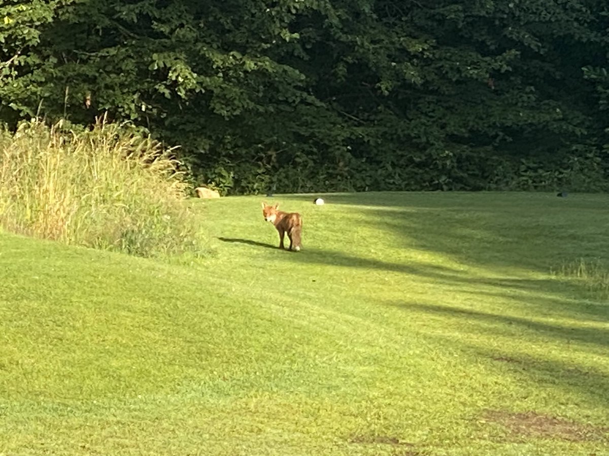 pollokgreens's tweet photo. Another great week done! Hope it’s not too hot to be playing golf this weekend! Keep hydrated an keep the birdies coming #pollokgolfclub https://t.co/dlu78ytoSL