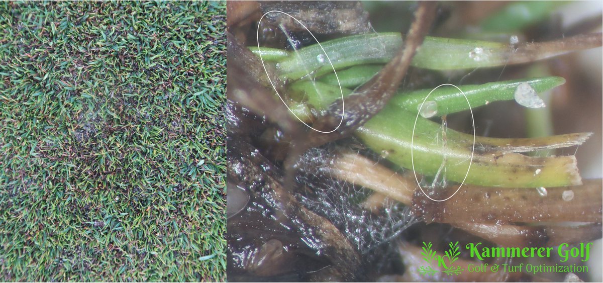 Steven Kammerer, PhD tweet media