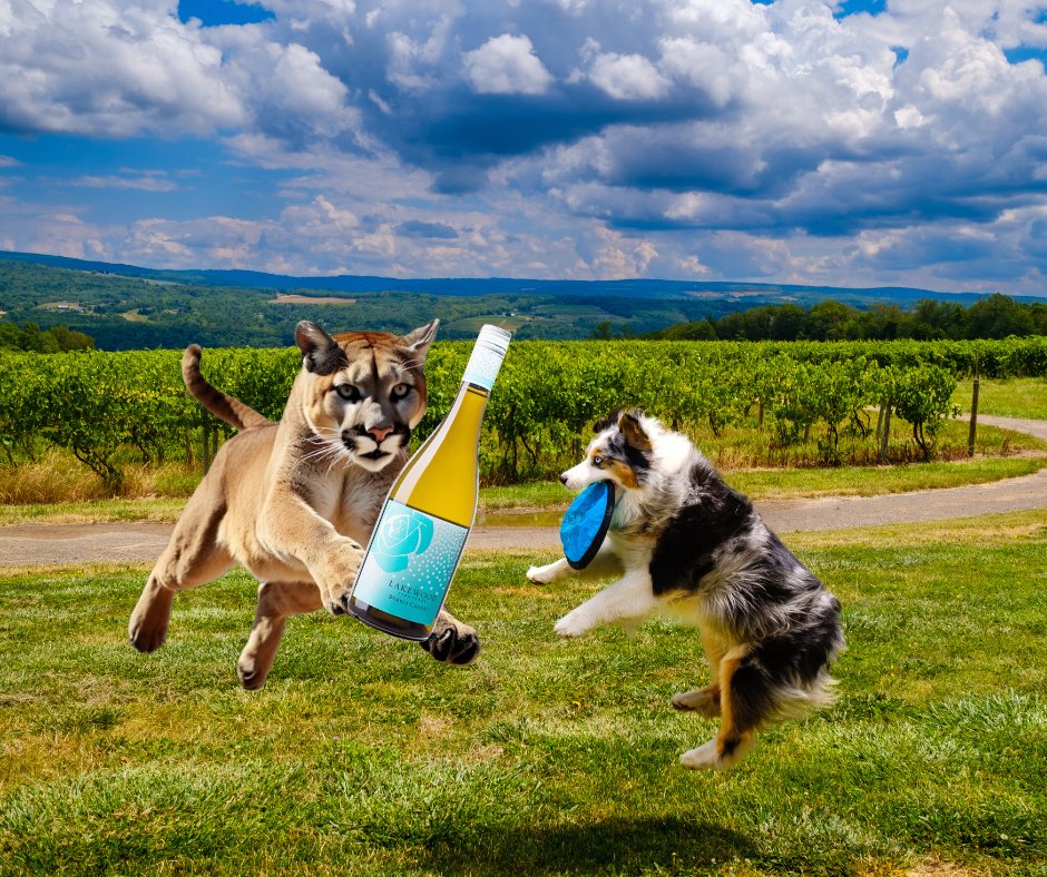 BREAKING: Mountain lion last seen fleeing Rochester…
…now spotted in Lakewood’s vineyard chasing Bubbly Candeo.

Even the big cats know where to wine right.🐾🍾