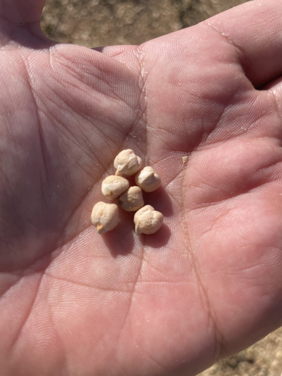 R_Hugon_43's tweet image. Il fait quoi un Technicien SABAROT en vacances, il regarde les légumes secs du coin 🧐
Découverte du Pois Chiche en #CharenteMaritime. Un peu la même culture que nos lentilles. Également des soucis de Brûches 😒
#PoisChiche #SabarotAgriculture
