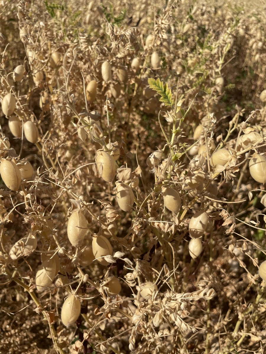 R_Hugon_43's tweet image. Il fait quoi un Technicien SABAROT en vacances, il regarde les légumes secs du coin 🧐
Découverte du Pois Chiche en #CharenteMaritime. Un peu la même culture que nos lentilles. Également des soucis de Brûches 😒
#PoisChiche #SabarotAgriculture