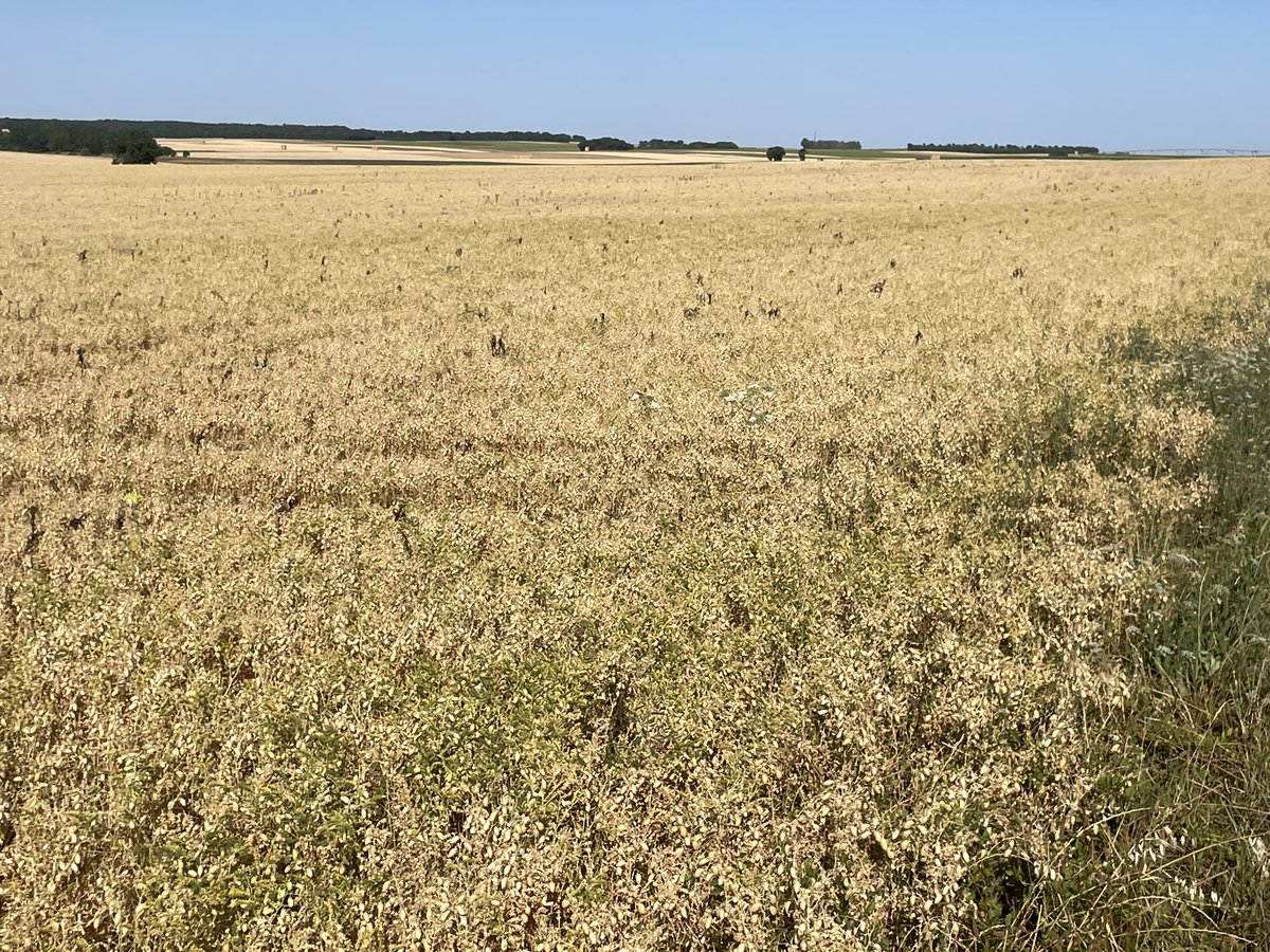 R_Hugon_43's tweet image. Il fait quoi un Technicien SABAROT en vacances, il regarde les légumes secs du coin 🧐
Découverte du Pois Chiche en #CharenteMaritime. Un peu la même culture que nos lentilles. Également des soucis de Brûches 😒
#PoisChiche #SabarotAgriculture