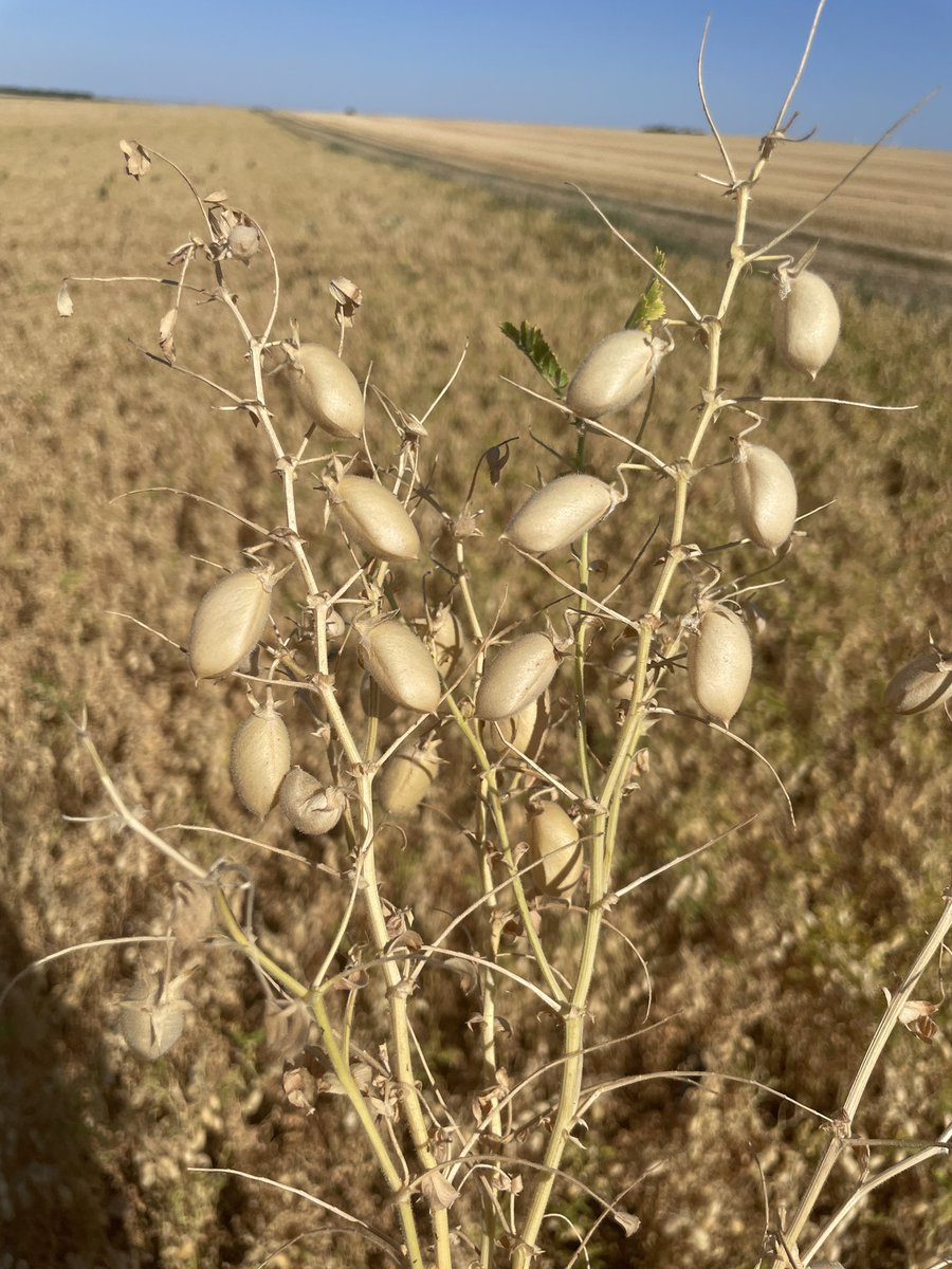 R_Hugon_43's tweet image. Il fait quoi un Technicien SABAROT en vacances, il regarde les légumes secs du coin 🧐
Découverte du Pois Chiche en #CharenteMaritime. Un peu la même culture que nos lentilles. Également des soucis de Brûches 😒
#PoisChiche #SabarotAgriculture