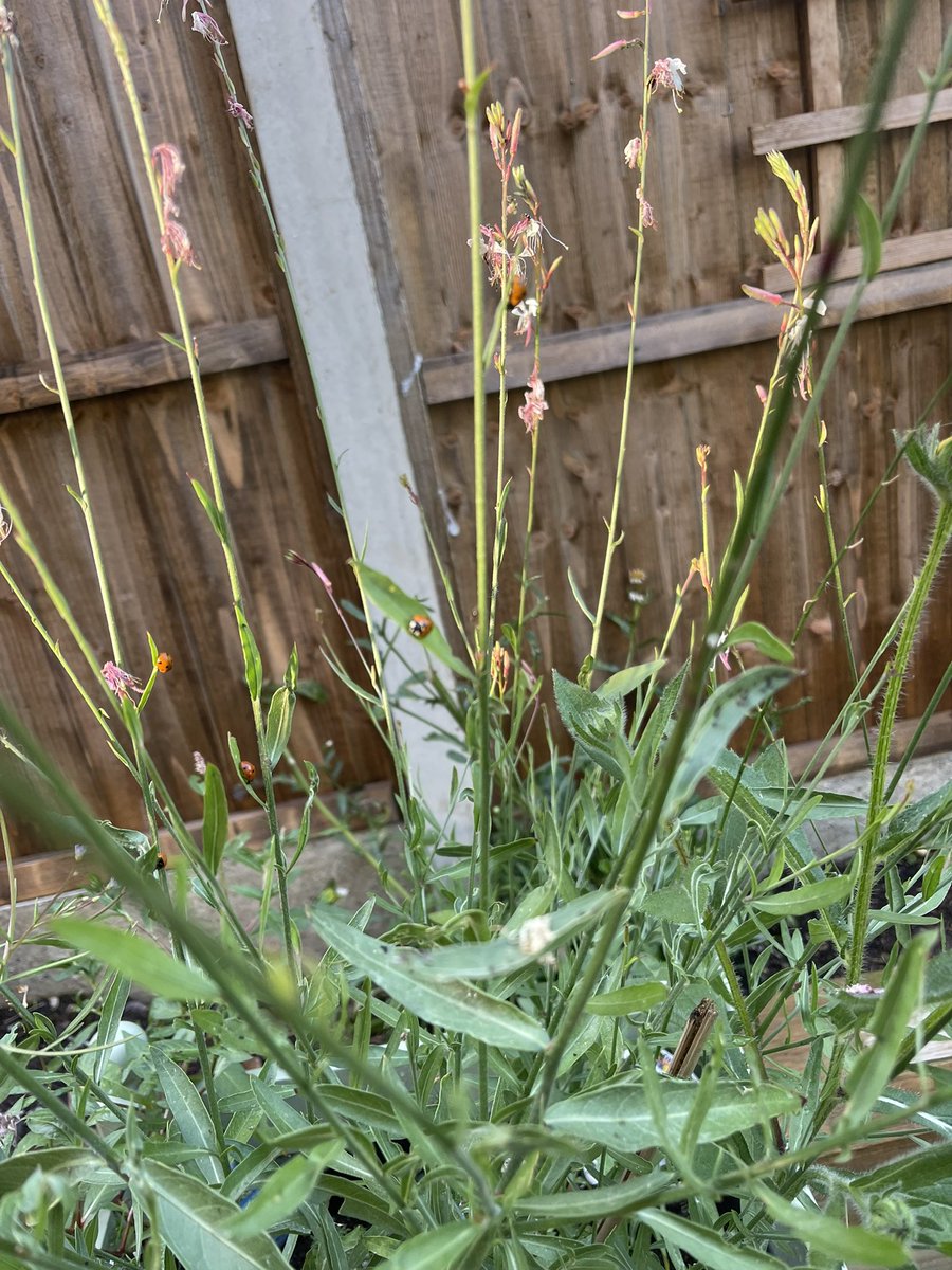 Named the butterfly plant it should be renamed the ladybird one with them all feasting on the aphids just now, have a great weekend everyone
