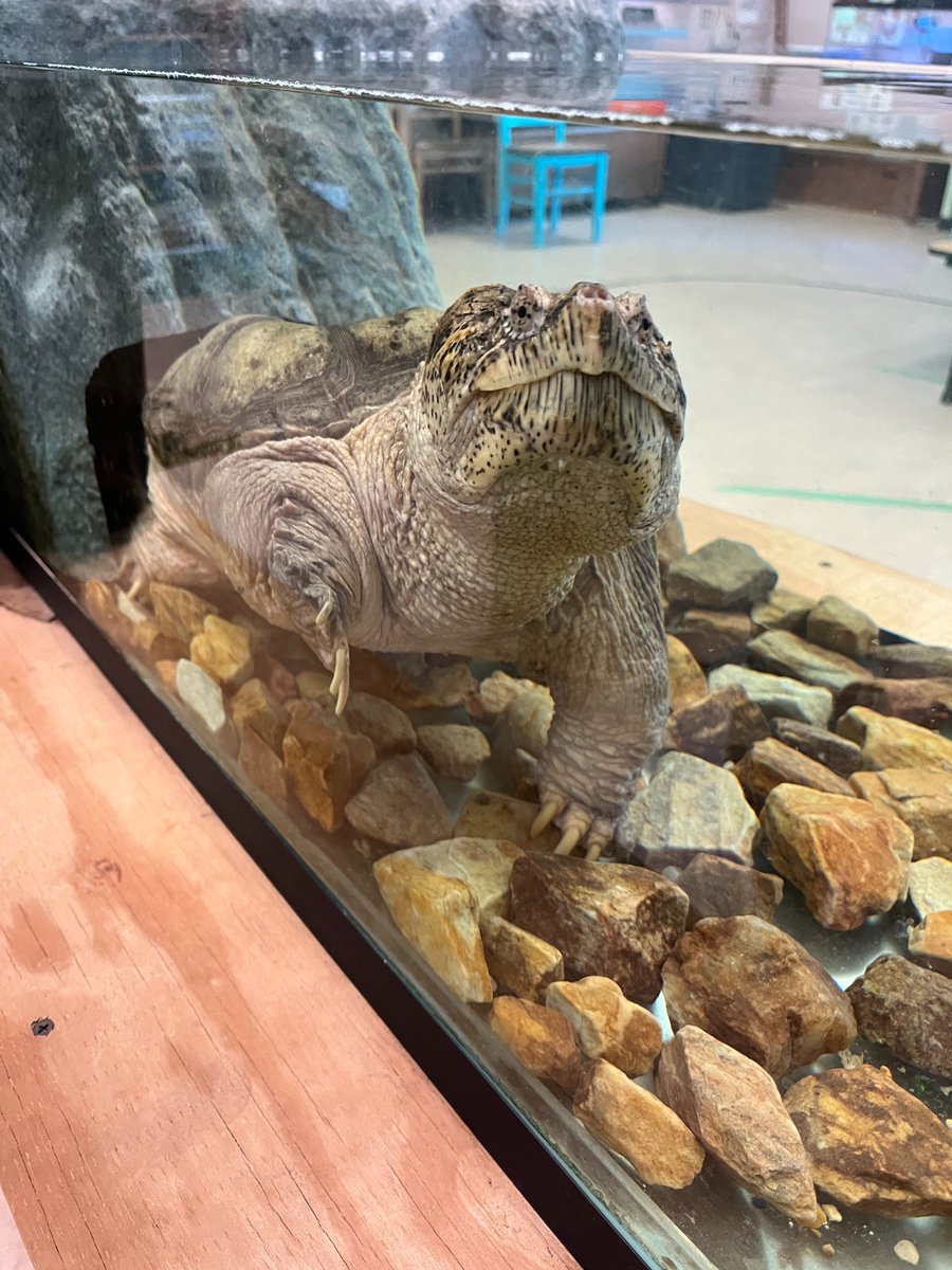 ArlCountyBoard's tweet image. Vice Chair Matt de Ferranti spent time at the Arlington Outdoor Lab to better understand how it fosters a love of learning and the environment in students. The Lab offers a one-of-a-kind experience in nature. 🦎
Learn more: outdoorlab.org