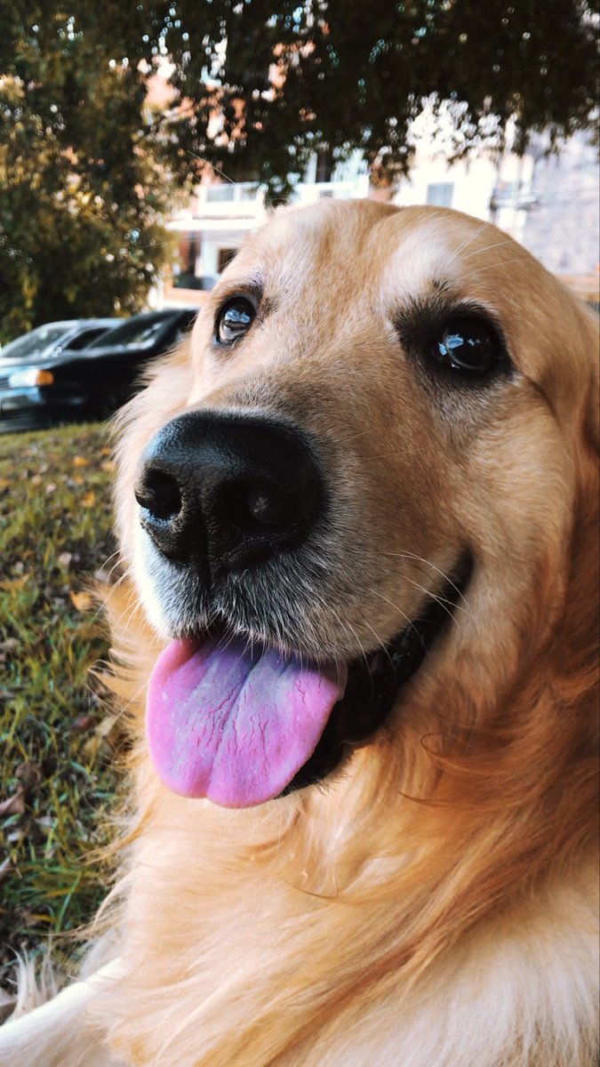 AlanJLoFan's tweet photo. Max, pra sempre comigo 💛 #MelhordaTarde https://t.co/m7DCjx6XJf