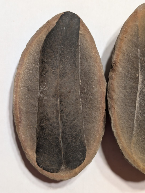 ESCONI's tweet image. Fossil Friday #273: Macroneuropteris scheuchzeri from Indiana #fossils #paleontology #FossilFriday #MazonCreek #seedfern #pennsylvanian #paleobotany #indiana
esconi.org/esconi_earth_s…
