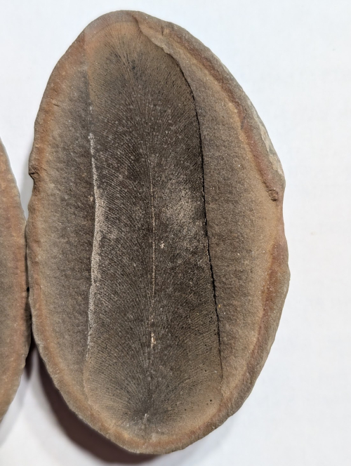 ESCONI's tweet image. Fossil Friday #273: Macroneuropteris scheuchzeri from Indiana #fossils #paleontology #FossilFriday #MazonCreek #seedfern #pennsylvanian #paleobotany #indiana
esconi.org/esconi_earth_s…