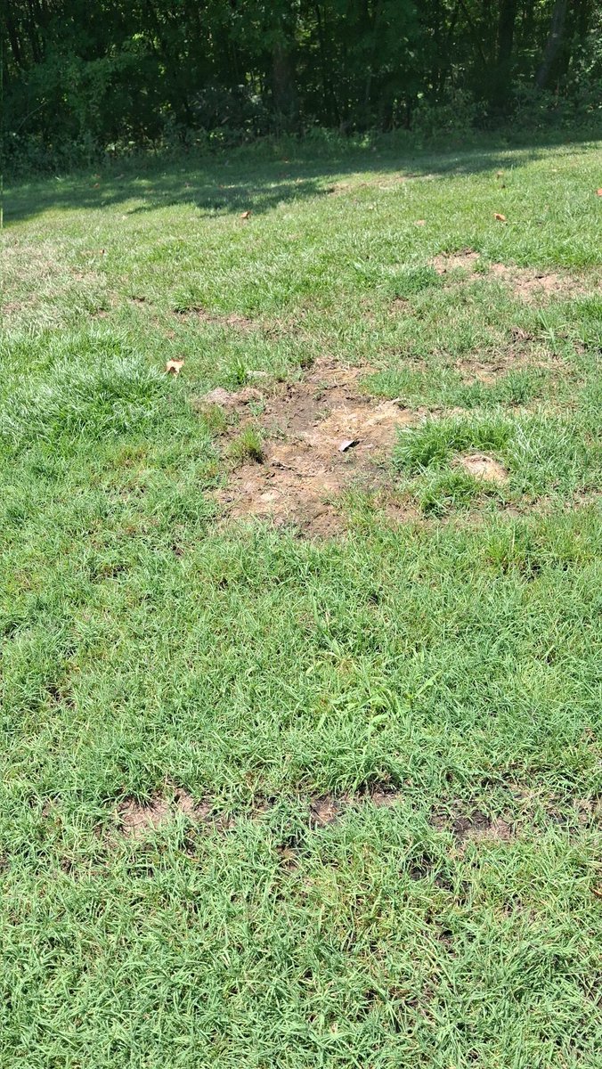 Louisville Metro Golf tweet media