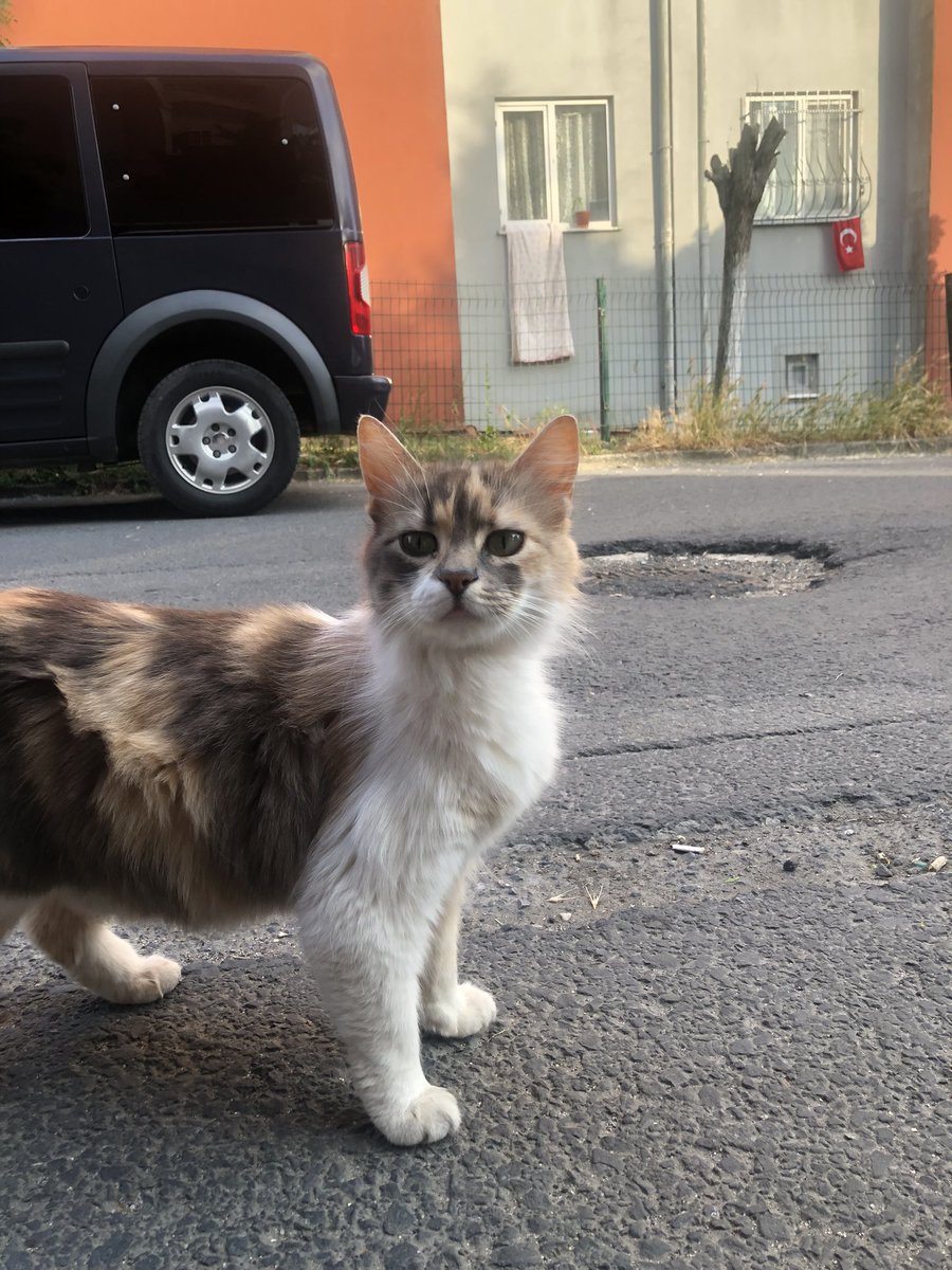 Guzellige bakin o kadar uzuluyorum ki sokak kedilerine😭