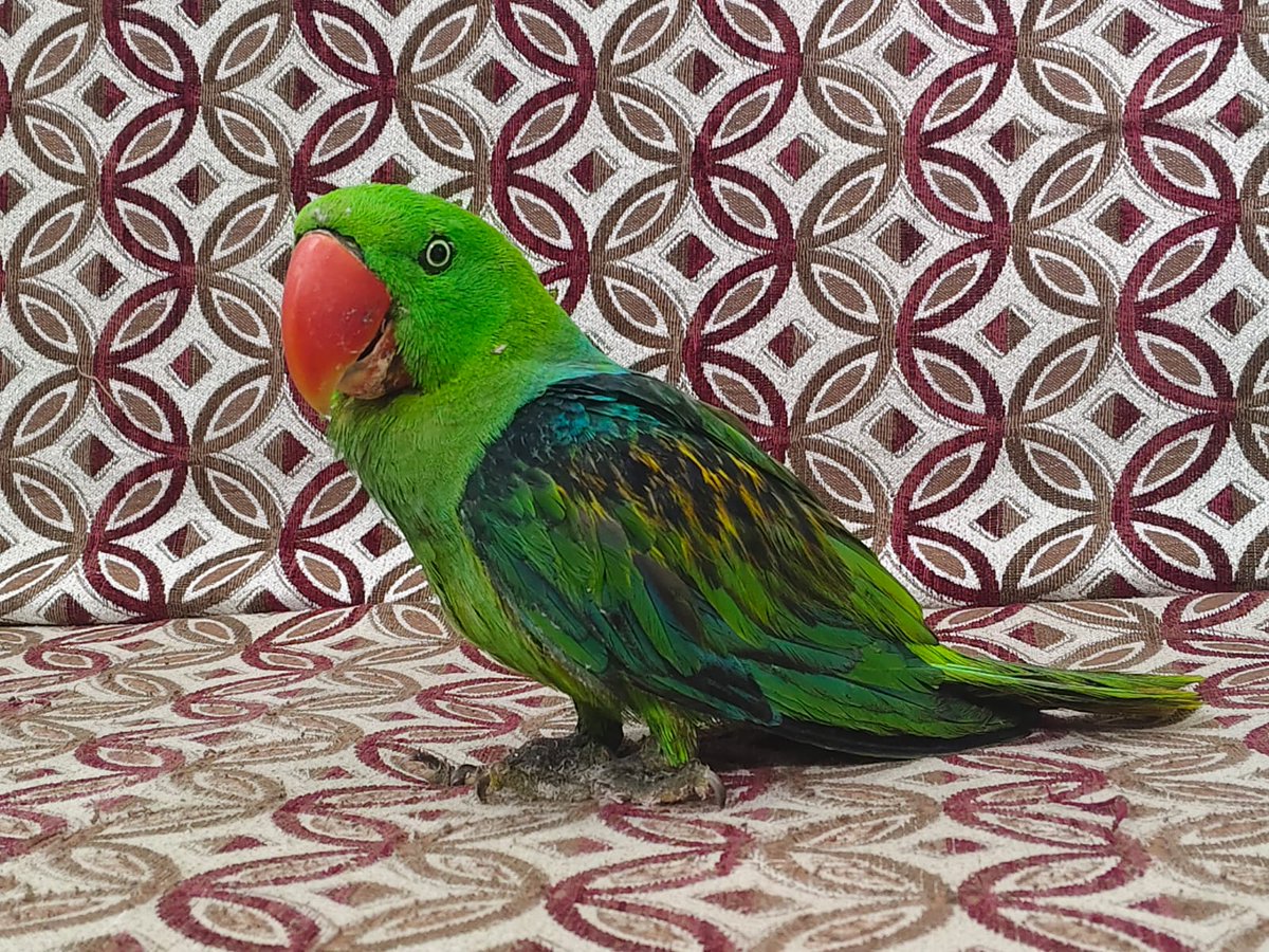 Wildlife smuggling busted at Mumbai Airport!

Customs seized Meerkats, Sumatran Rabbits, Great Billed Parrots &amp; Indo-Chinese Box Turtles from two Indian passengers arriving on Air India &amp; Thai Vietjet Air flights.

With help from RAWW, animals were safely handled.

WCCB has