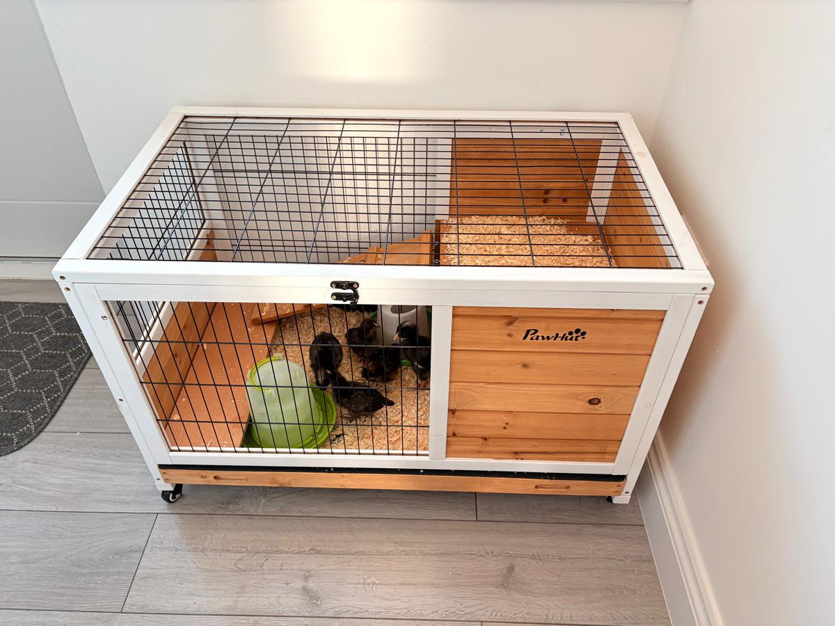 The chicks 🐣 are having a lovely time on their holidays! <a href="/NWATrust/">NWA_Trust</a> 
#nwatwpaeco