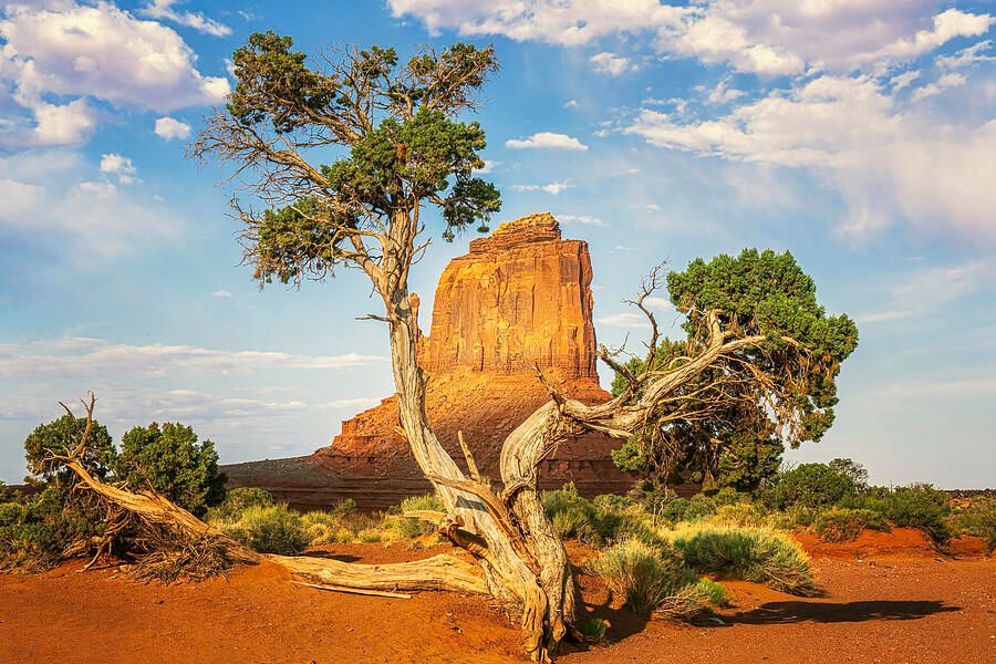 Juniper Tree in Monument Valley Arizona! buff.ly/JOc6Rok #monumentvalley #juniper #tree #eastmitten #butte #rockformations #dramatic #rugged #landscape #landscapephotography #travel #travelphotography #southwest #BuyIntoArt #AYearForArt #artforsale #wallartforsale