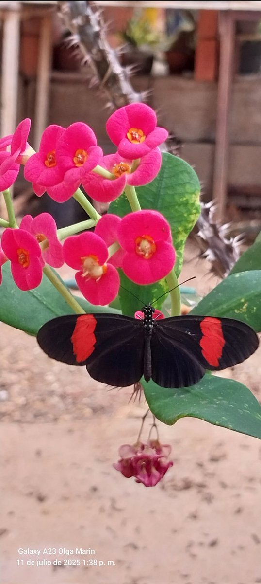OlgaMarn9's tweet photo. @MIZAUCV buenas tardes, me ayudarían a idénticar está linda 🦋 pocas veces la he visto en mi jardín no había podido tomarle fotos hasta el dia de hoy🙏😍 https://t.co/ypcMvxF0rW