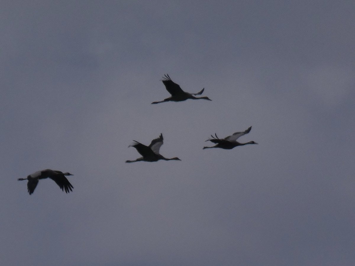 DavidWalsh22's tweet image. On Monday I had a long-awaited catch up with friends from Bedford at @RSPBLakenheath. The Glossy Ibis had gone awol but Gary’s Pool held 23 Little & 3 Great Egrets. A family of Cranes flew over Joist Fen. Later we had ace views of Chalkhill Blues on the Devil’s Dyke (Newmarket).